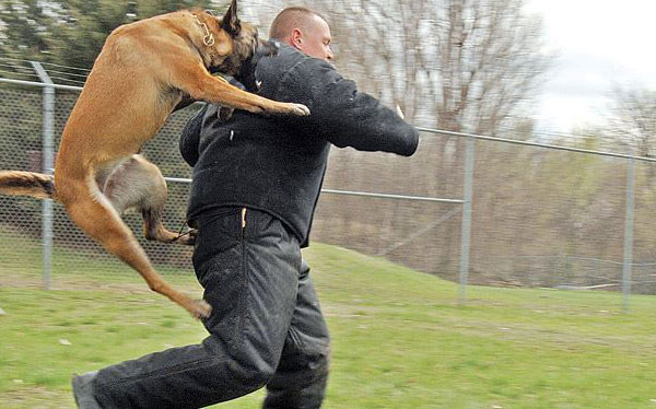 Attaque de chien à Prague